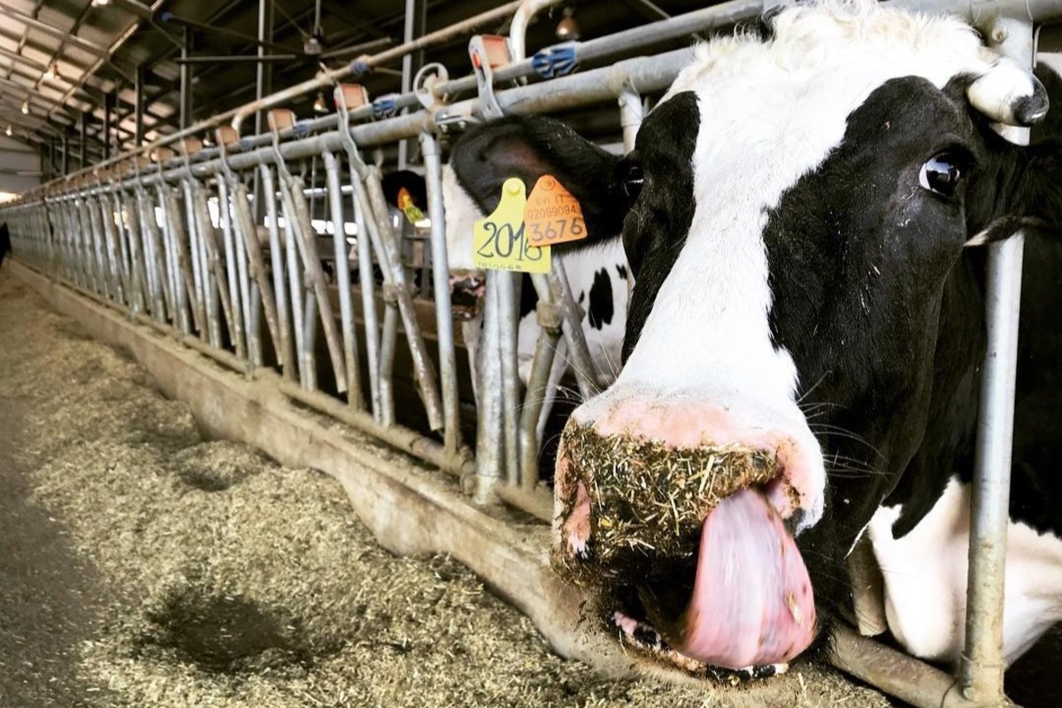 A dairy cow at Serraglio 2 Farm in Mantua, Italy.jpg